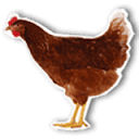Farmcamps
